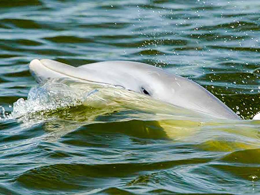Freedom Boat Club Vero Beach Florida dolphin