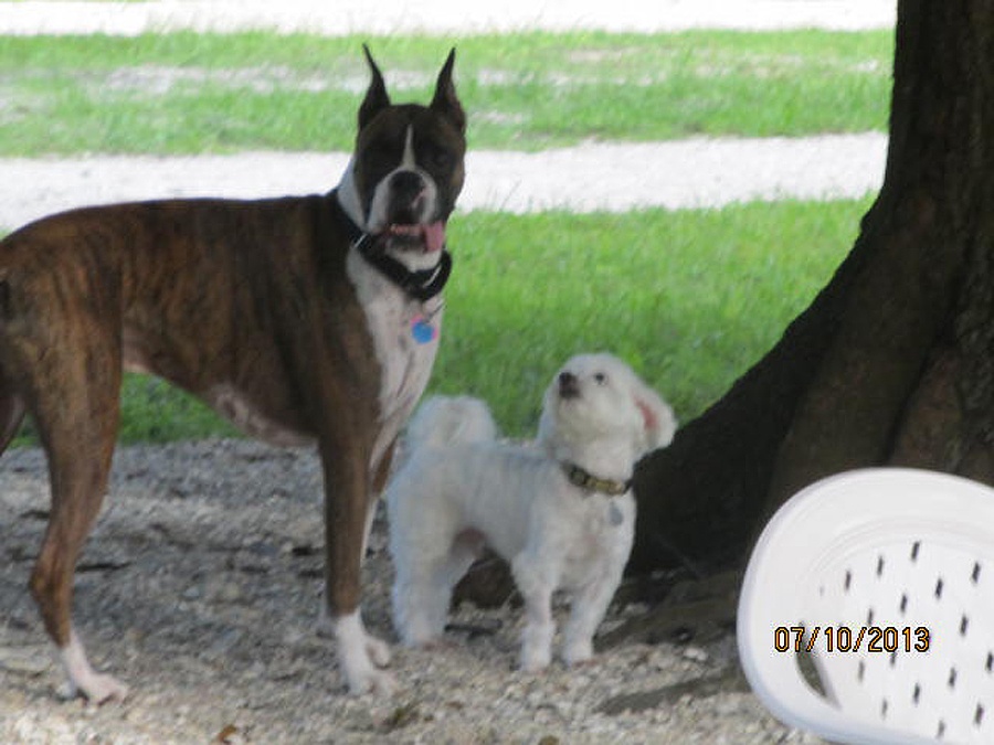 Dogs For Life, Inc. Vero Beach Florida small and large dogs in dog park