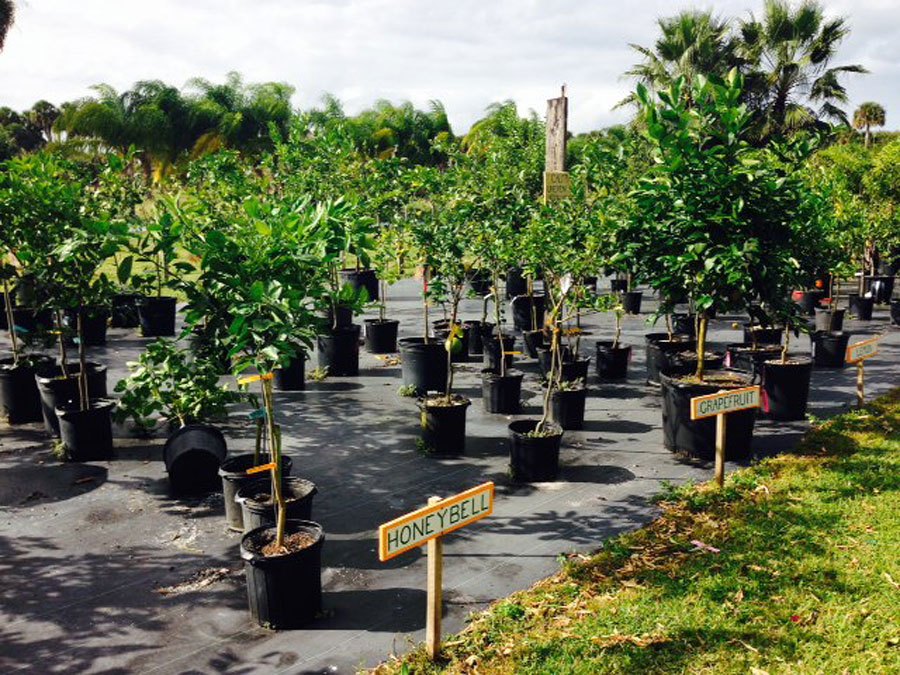 Fruit trees for sale at Peterson Groves Vero Beach Florida