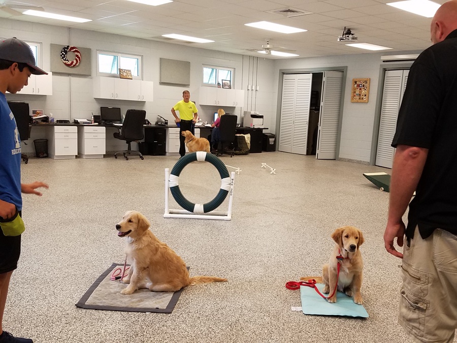 Dogs For Life, Inc. Vero Beach Florida training puppies