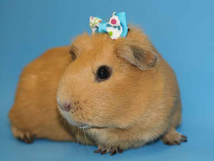 Hamster with ribbon on head