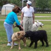 Dogs For Life, Inc. Vero Beach Florida dogs greeting each other in the dog park