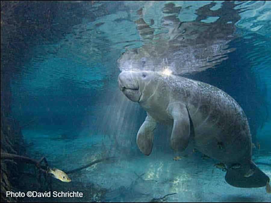 manatee in water