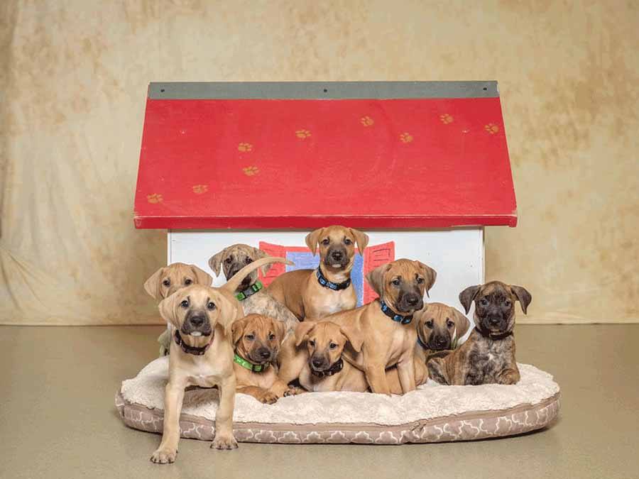 9 puppies in front of dog house