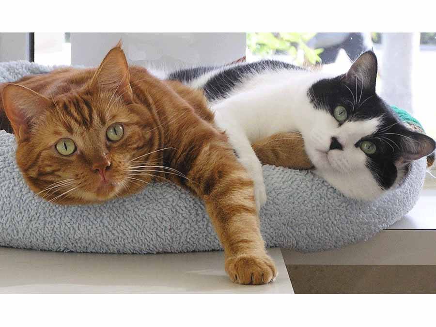 Two cats on cat bed